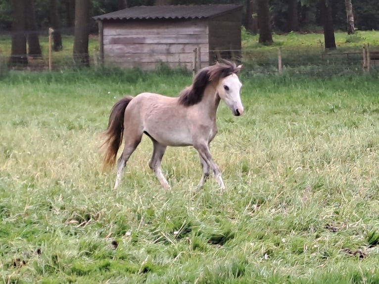Welsh A (Mountain Pony) Mare 1 year 11 hh Gray in Kessel