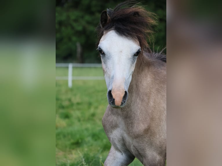 Welsh A (Mountain Pony) Mare 1 year 11 hh Gray in Kessel