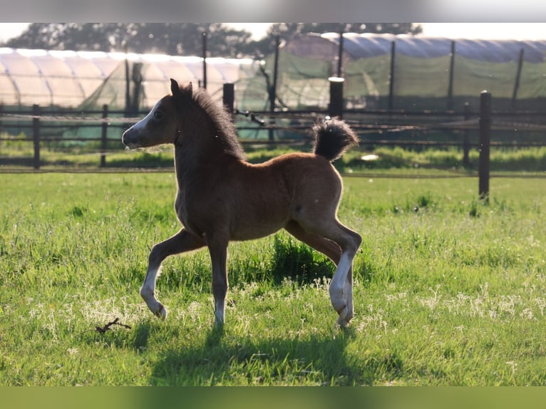 Welsh A (Mountain Pony) Mare 1 year 11 hh Gray in Kessel