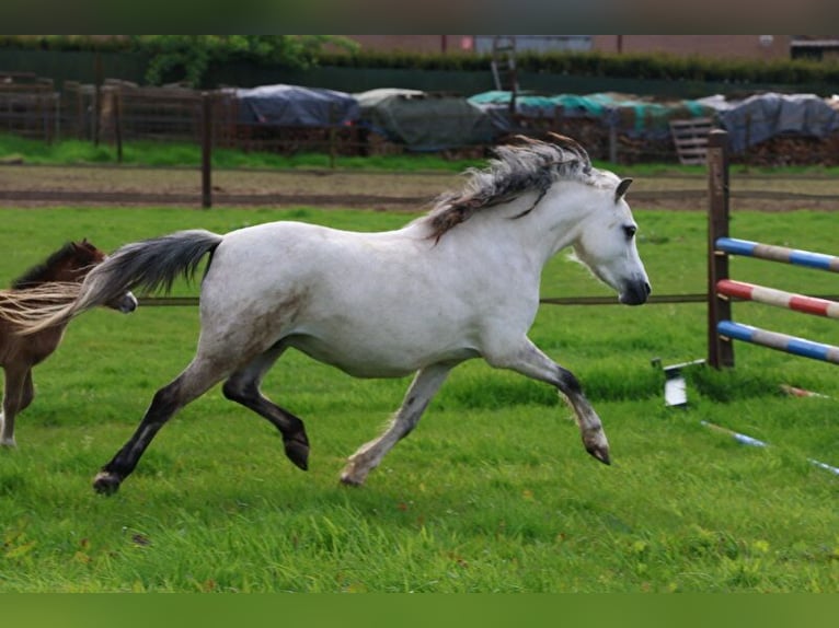 Welsh A (Mountain Pony) Mare 1 year 11 hh Gray in Kessel