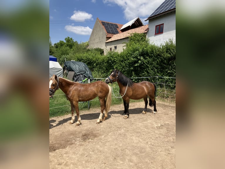 Welsh A (Mountain Pony) Mare 1 year 11,2 hh Chestnut in Gerbach