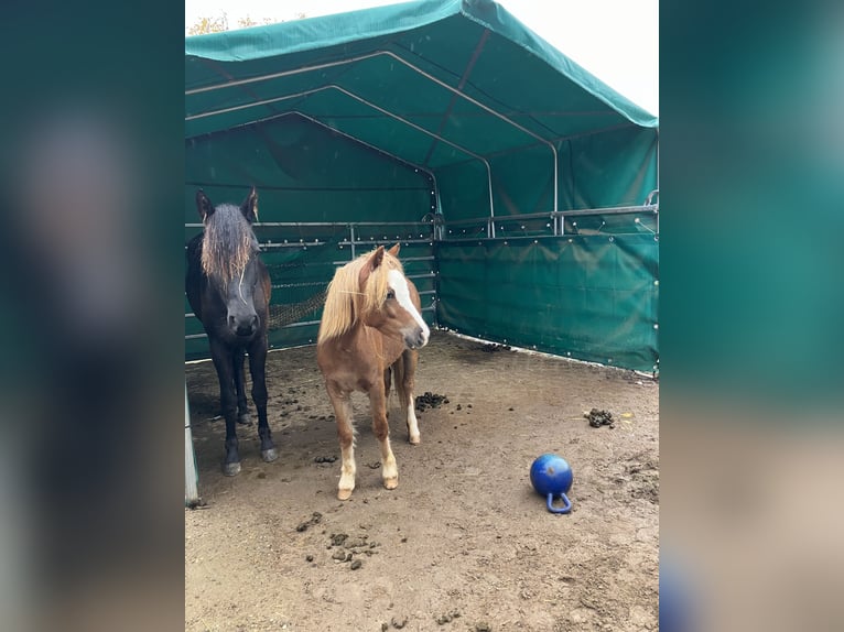 Welsh A (Mountain Pony) Mare 1 year 11,2 hh Chestnut in Gerbach