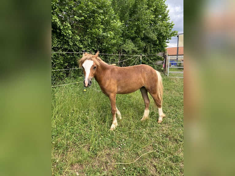 Welsh A (Mountain Pony) Mare 1 year 11,2 hh Chestnut in Gerbach