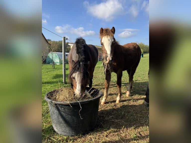 Welsh A (Mountain Pony) Mare 1 year 11,2 hh Chestnut in Gerbach