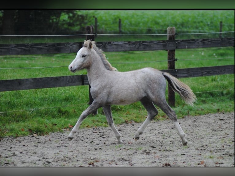 Welsh A (Mountain Pony) Mare 1 year 11,2 hh Gray in Haarle