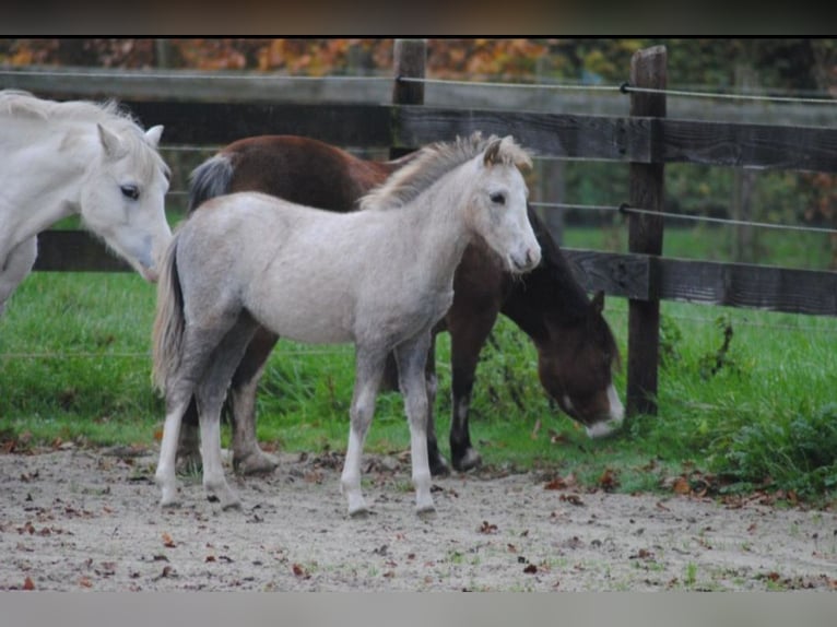Welsh A (Mountain Pony) Mare 1 year 11,2 hh Gray in Haarle