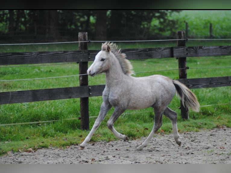 Welsh A (Mountain Pony) Mare 1 year 11,2 hh Gray in Haarle