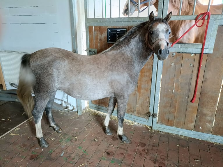 Welsh A (Mountain Pony) Mare 1 year 11,2 hh Grey in Bohmte