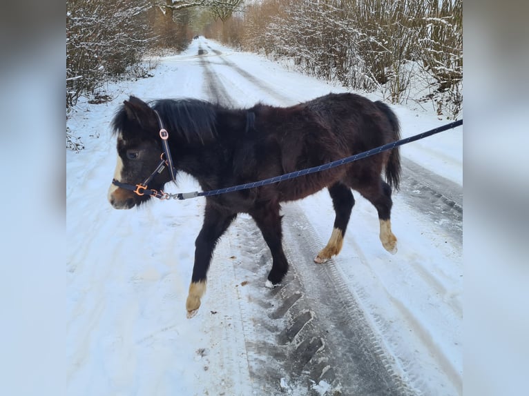 Welsh A (Mountain Pony) Mare 1 year 11,2 hh  in Nahe