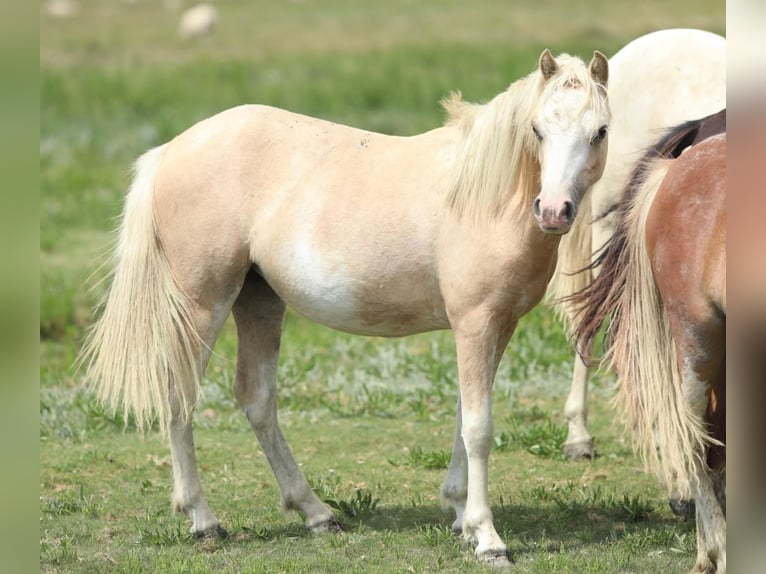 Welsh A (Mountain Pony) Mare 1 year 11,2 hh Palomino in Aalten
