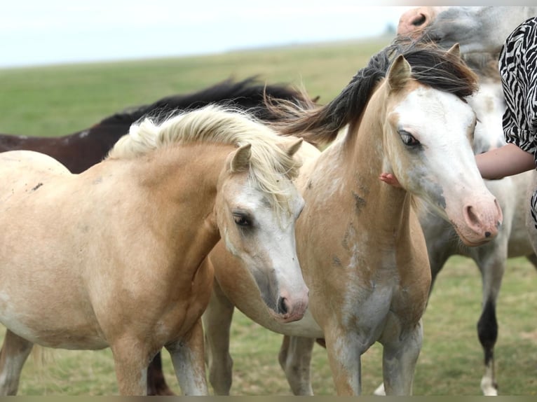 Welsh A (Mountain Pony) Mare 1 year 11,2 hh Palomino in Aalten