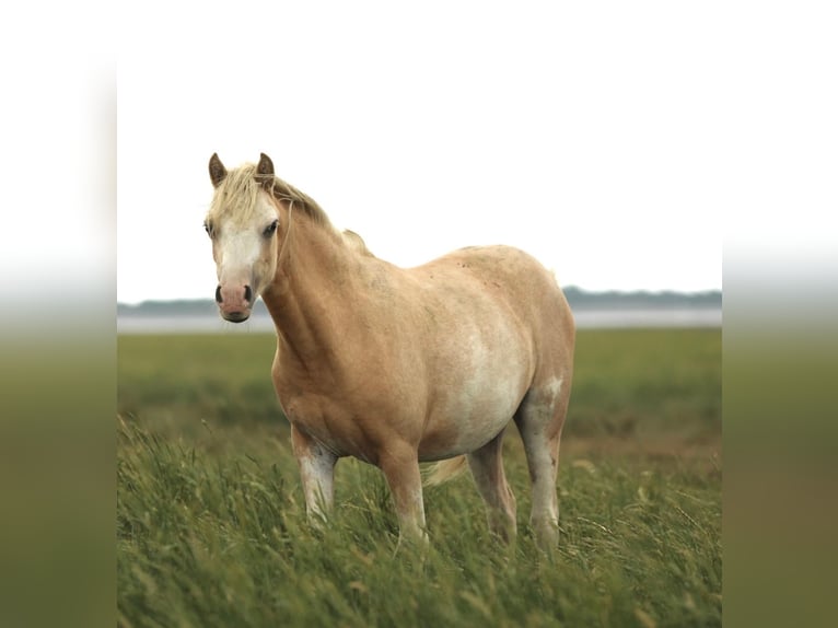 Welsh A (Mountain Pony) Mare 1 year 11,2 hh Palomino in Aalten