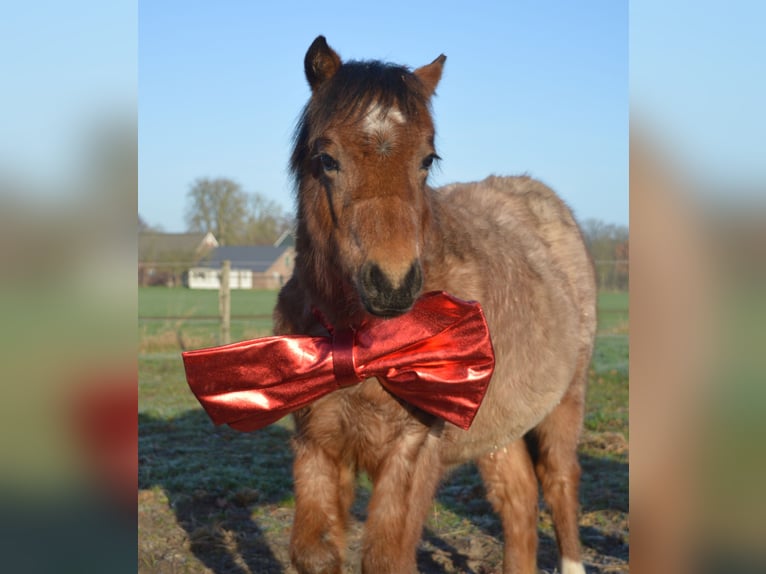Welsh A (Mountain Pony) Mare 1 year 11,2 hh Roan-Bay in Haaksbergen