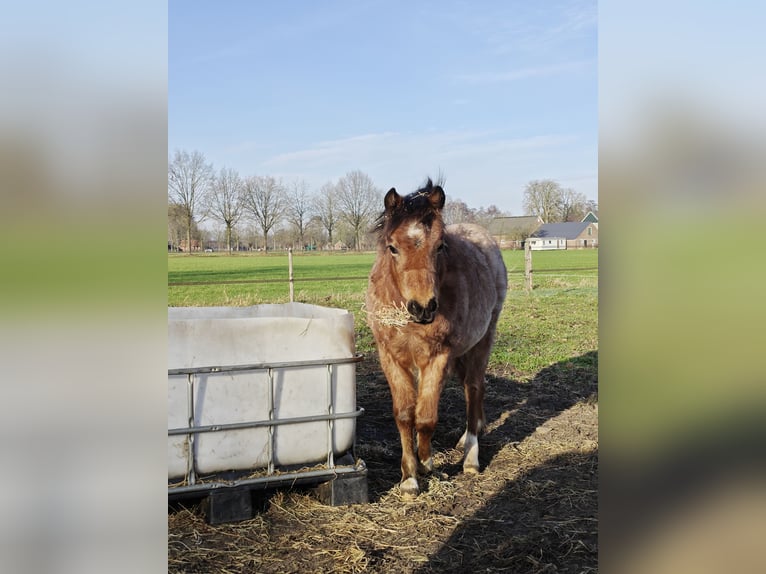 Welsh A (Mountain Pony) Mare 1 year 11,2 hh Roan-Bay in Haaksbergen