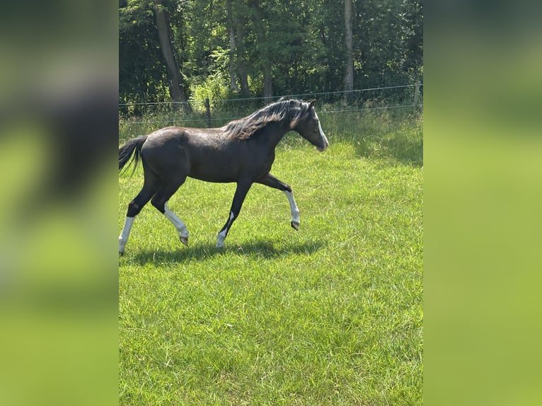 Welsh A (Mountain Pony) Mare 1 year Black in Hengelo