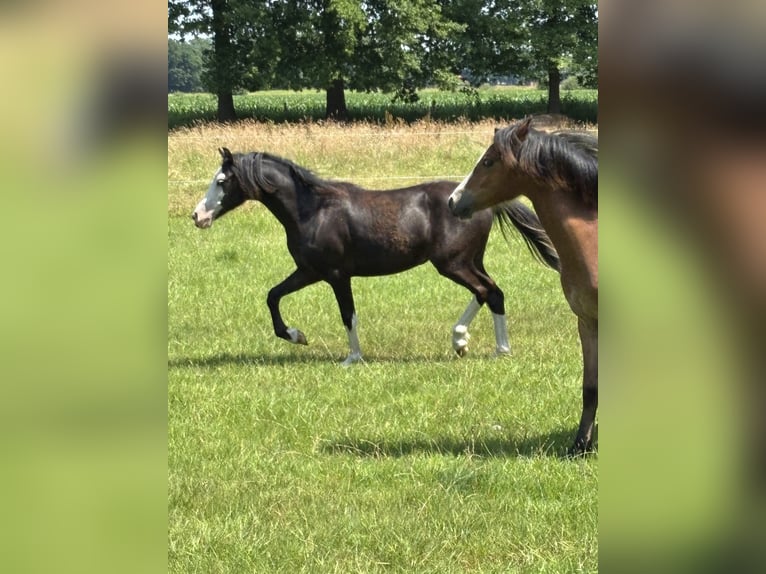 Welsh A (Mountain Pony) Mare 1 year Black in Hengelo
