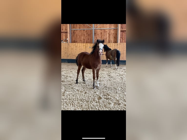 Welsh A (Mountain Pony) Mare 1 year Brown in Weimar