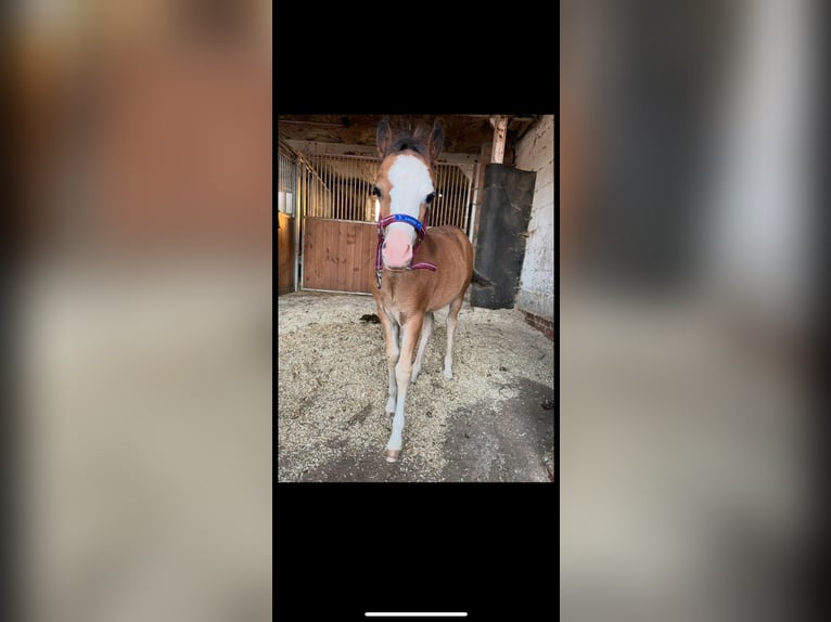 Welsh A (Mountain Pony) Mare 1 year in Weimar
