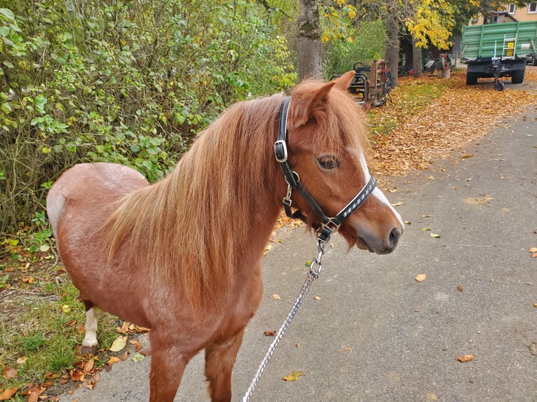 Welsh A (Mountain Pony) Mare 1 year Roan-Red in Niederstetten