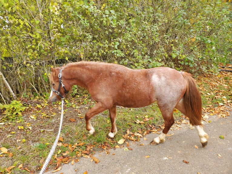 Welsh A (Mountain Pony) Mare 1 year Roan-Red in Niederstetten