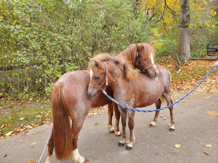 Welsh A (Mountain Pony) Mare 1 year Roan-Red in Niederstetten
