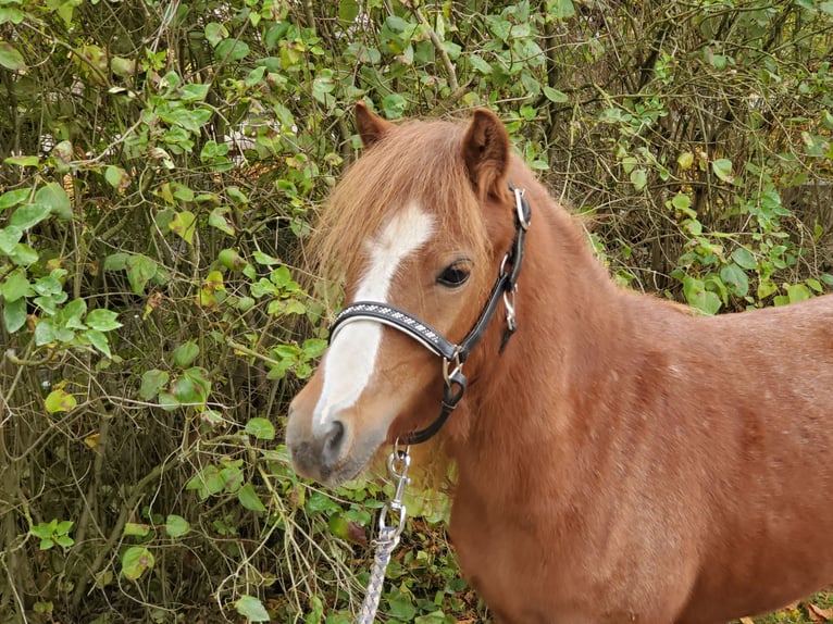 Welsh A (Mountain Pony) Mare 1 year Roan-Red in Niederstetten