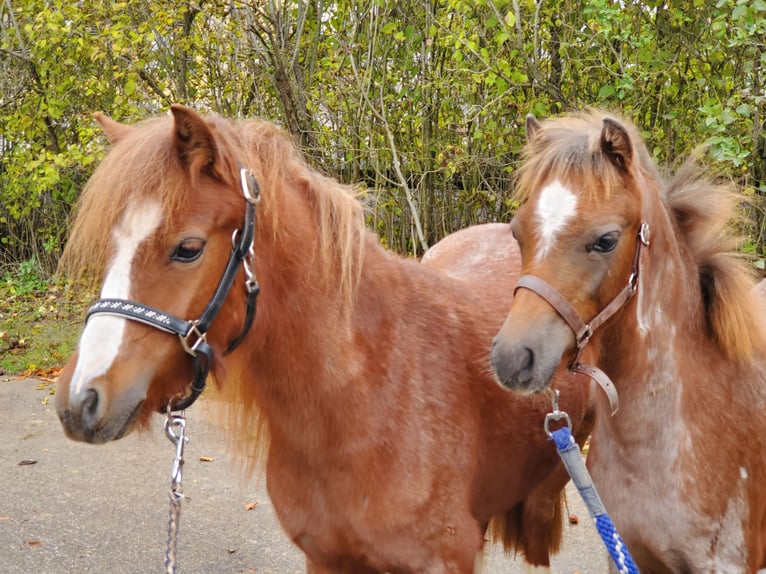 Welsh A (Mountain Pony) Mare 1 year Roan-Red in Niederstetten