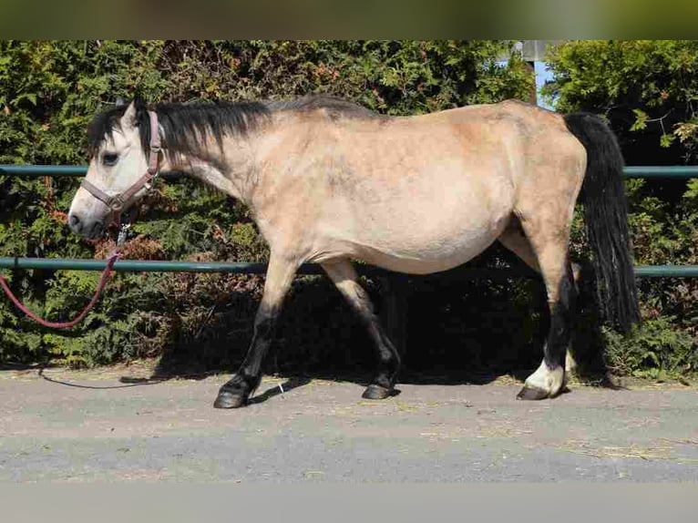 Welsh A (Mountain Pony) Mare 20 years 11,1 hh Buckskin in Herzberg