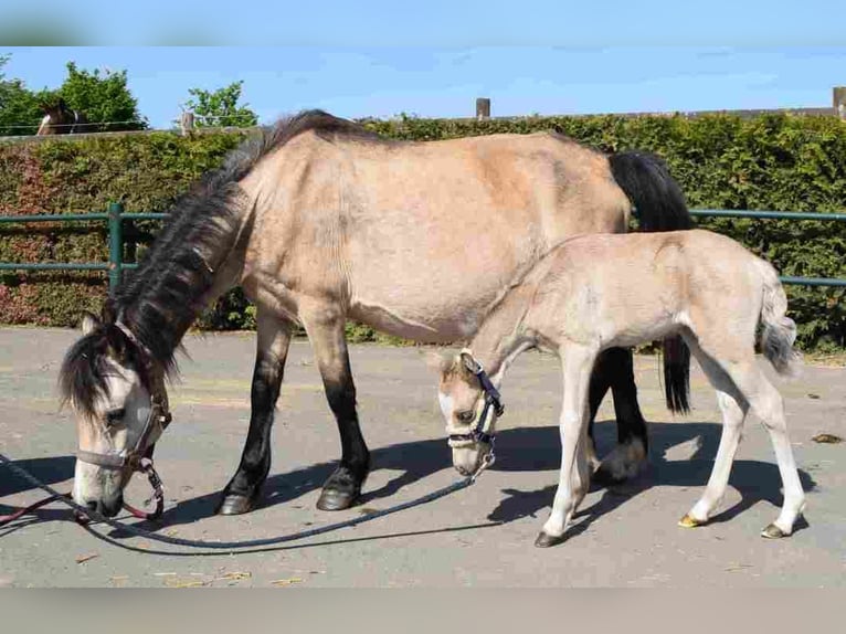 Welsh A (Mountain Pony) Mare 20 years 11,1 hh Buckskin in Herzberg