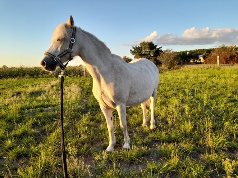 Welsh A (Mountain Pony) Mare 20 years 11,1 hh Palomino in Herzberg (Elster)