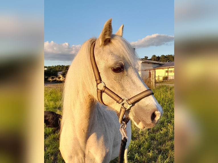 Welsh A (Mountain Pony) Mare 20 years 11,1 hh Palomino in Herzberg (Elster)