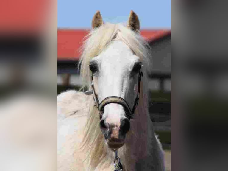 Welsh A (Mountain Pony) Mare 20 years 11,1 hh Palomino in Herzberg (Elster)