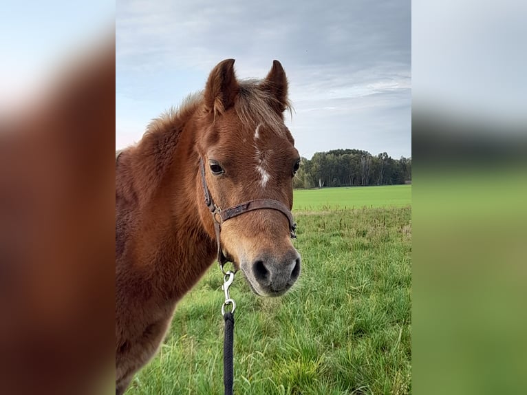 Welsh A (Mountain Pony) Mare 22 years 10,3 hh Chestnut-Red in Herzberg