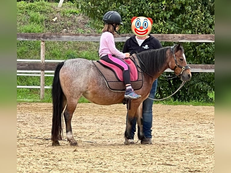 Welsh A (Mountain Pony) Mare 22 years 11 hh Roan-Bay in Waldshut-Tiengen