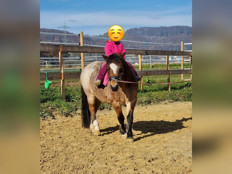 Welsh A (Mountain Pony) Mare 22 years 11 hh Roan-Bay in Waldshut-Tiengen