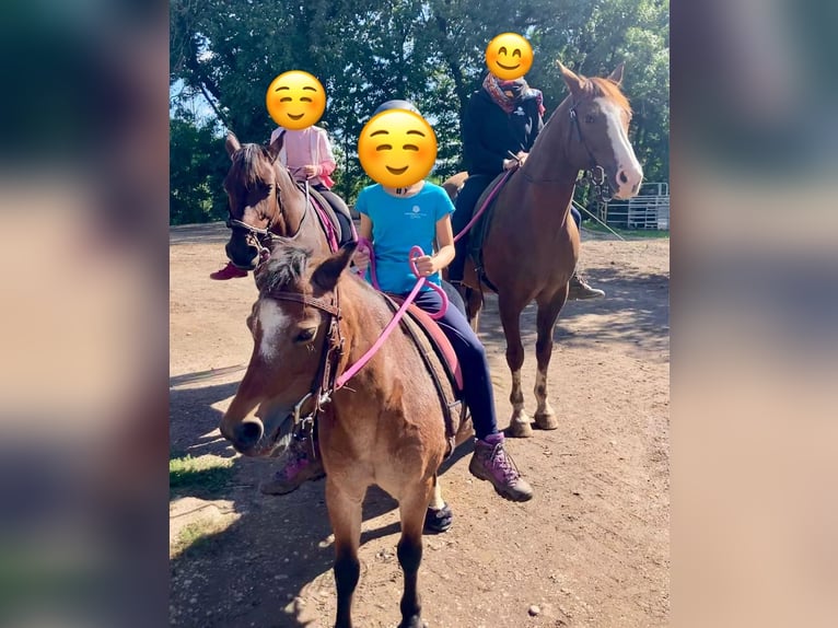 Welsh A (Mountain Pony) Mare 22 years 11 hh Roan-Bay in Waldshut-Tiengen