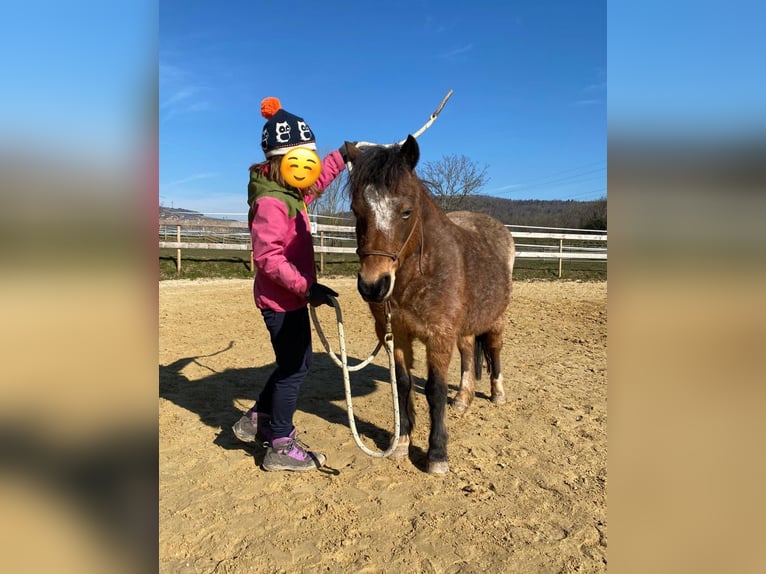 Welsh A (Mountain Pony) Mare 22 years 11 hh Roan-Bay in Waldshut-Tiengen