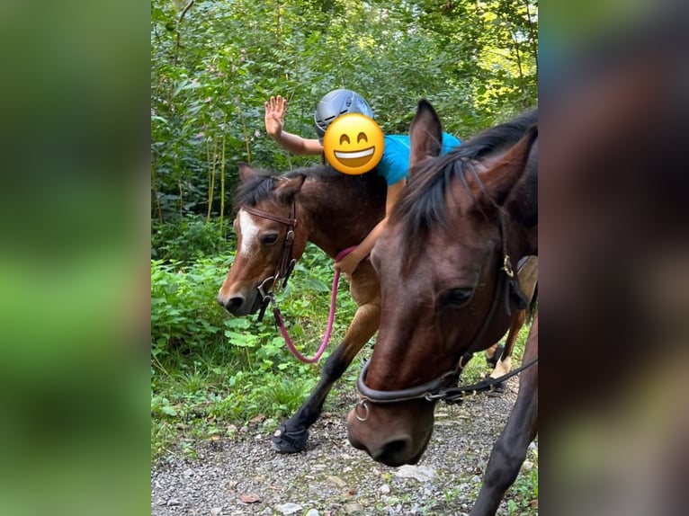 Welsh A (Mountain Pony) Mare 22 years 11 hh Roan-Bay in Waldshut-Tiengen