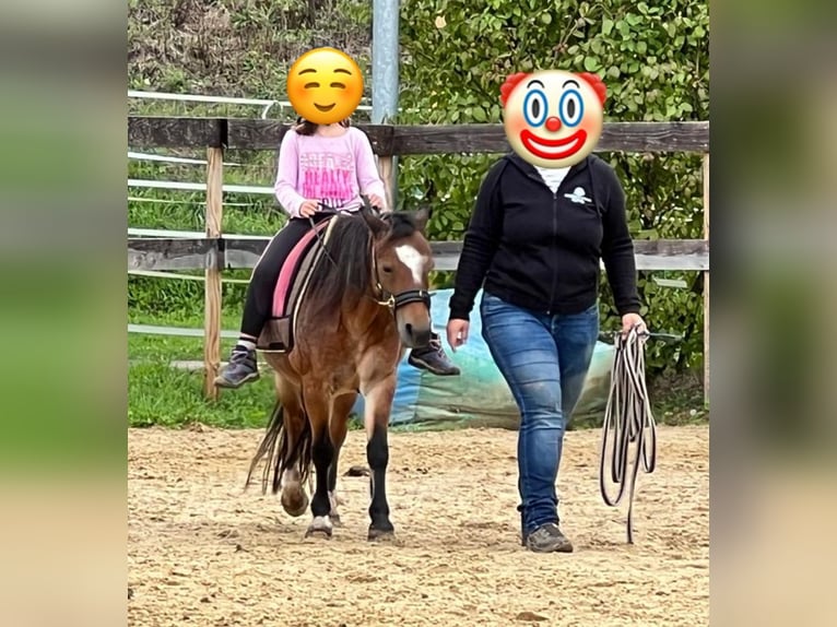 Welsh A (Mountain Pony) Mare 22 years 11 hh Roan-Bay in Waldshut-Tiengen