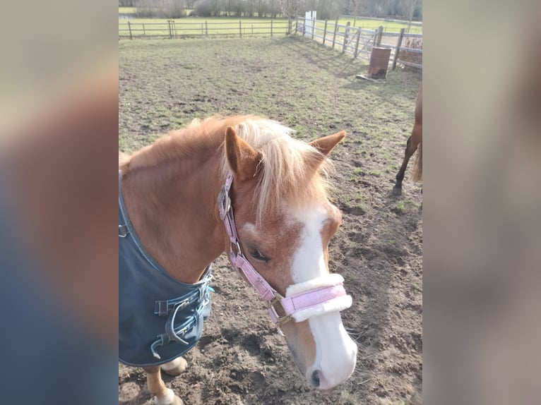 Welsh A (Mountain Pony) Mare 22 years 11,1 hh Chestnut-Red in Stroe