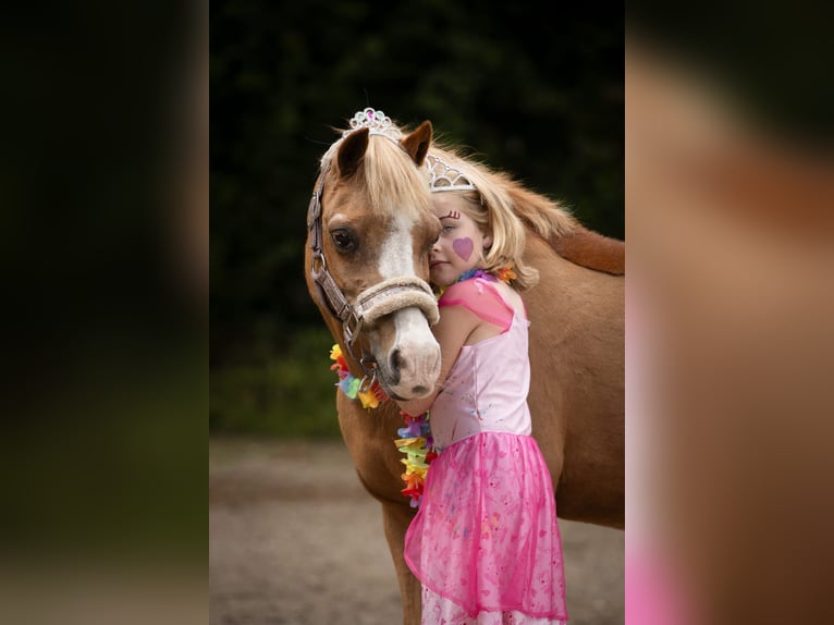 Welsh A (Mountain Pony) Mare 22 years 11,1 hh Chestnut-Red in Stroe