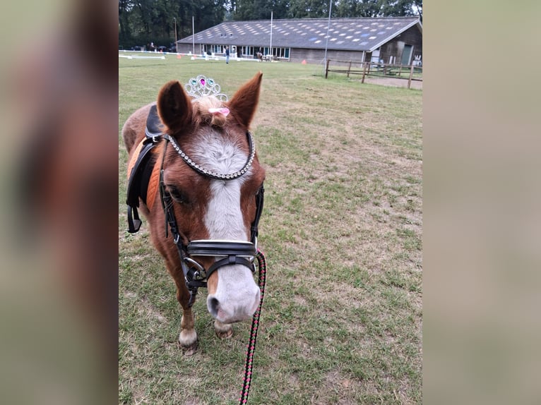Welsh A (Mountain Pony) Mare 22 years 11,1 hh Chestnut-Red in Stroe