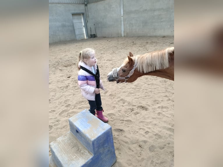 Welsh A (Mountain Pony) Mare 22 years 11,1 hh Chestnut-Red in Stroe