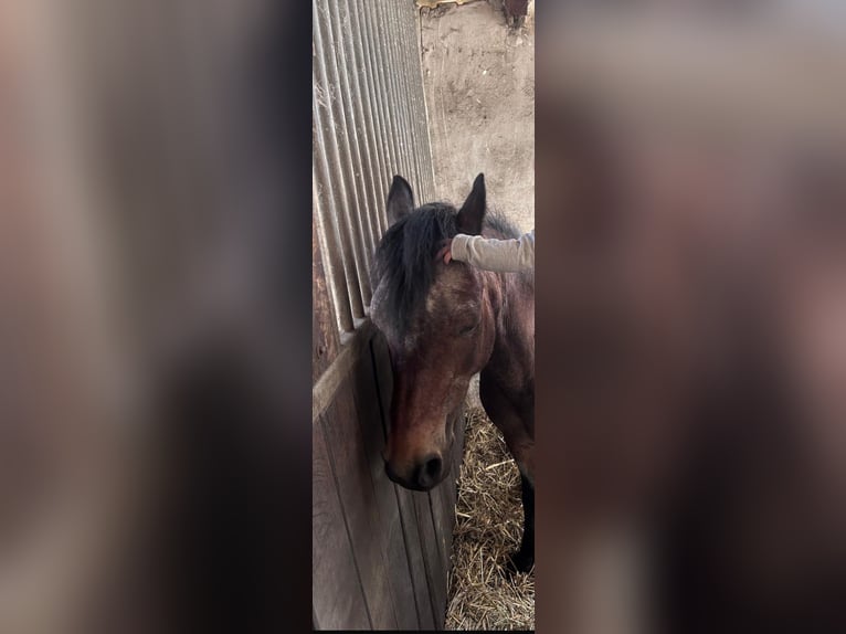 Welsh A (Mountain Pony) Mare 22 years 11,2 hh Brown in Bad Pyrmont