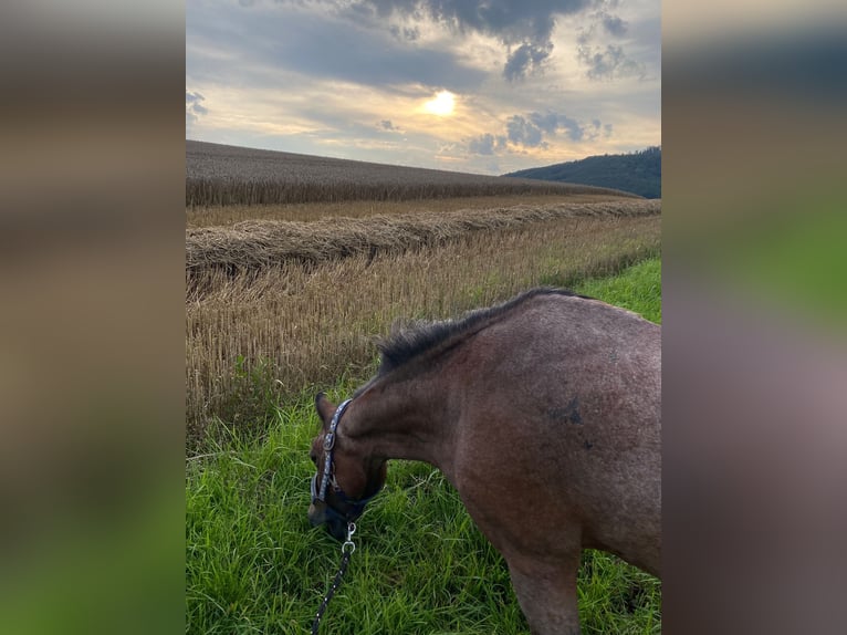 Welsh A (Mountain Pony) Mare 23 years 11,2 hh Brown in Bad Pyrmont