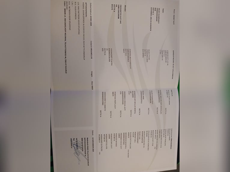 Welsh A (Mountain Pony) Mare 2 years 11.1 hh Buckskin in Ruurlo