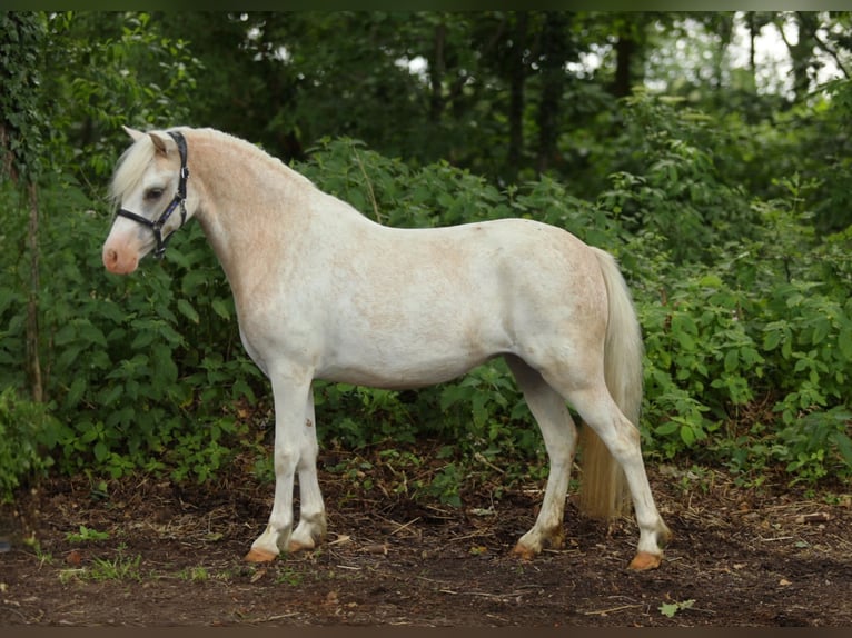 Welsh A (Mountain Pony) Mare 2 years 11.2 hh Sabino in Aalten