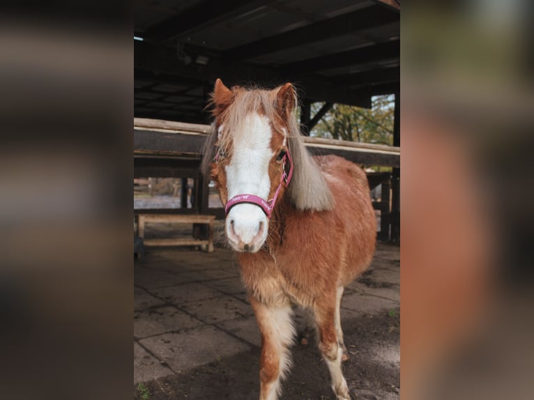 Welsh A (Mountain Pony) Mare 2 years 11 hh Chestnut-Red in Norderstedt