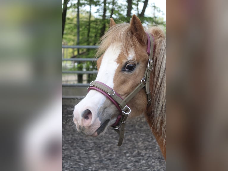 Welsh A (Mountain Pony) Mare 2 years 11 hh Chestnut-Red in Norderstedt