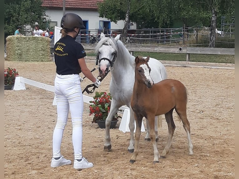 Welsh A (Mountain Pony) Mare 2 years 11,1 hh Grey in Dischingen